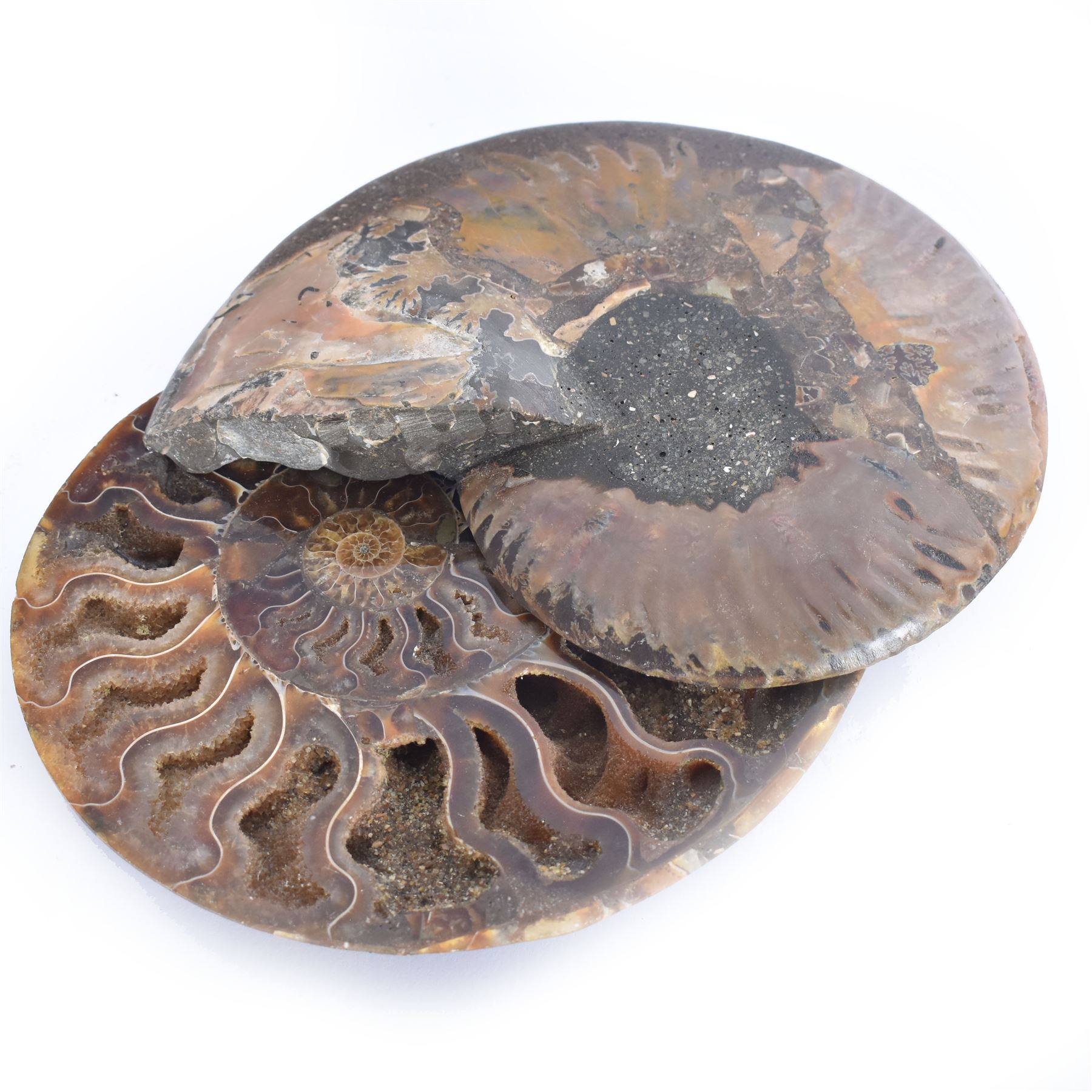 Pair of Cleoniceras ammonite fossil slices, with polished finish, age: Cretaceous period, location: Madagascar, D14cm