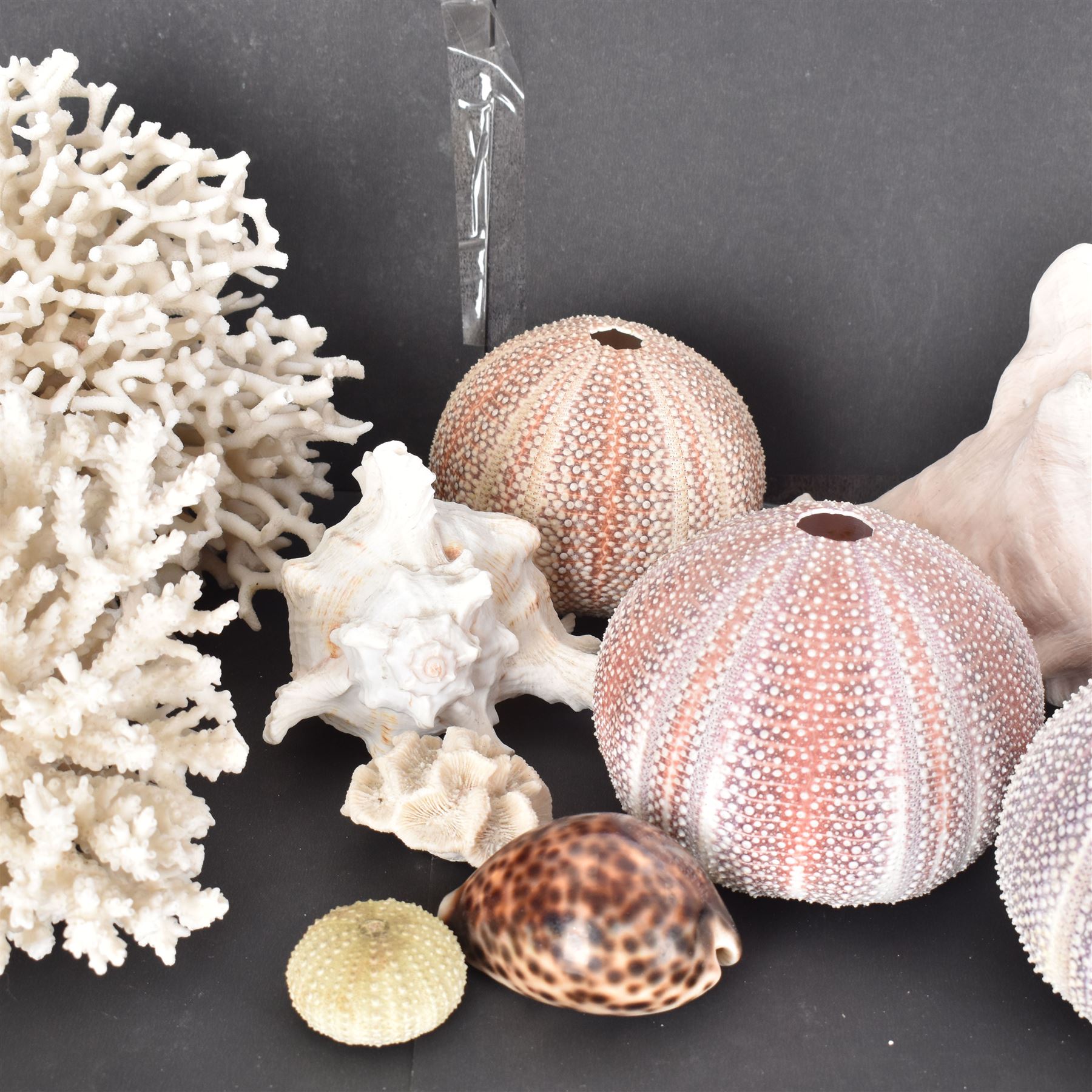 Conchology: two large pieces of coral, three sea urchin shells, conch shells, and others 