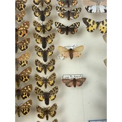 Entomology: Single glazed display of moths, circa 20th century, single glazed display containing one hundred and twenty two various specimens, mainly Arctidae (Tiger) moths, with attached data labels, all pinned upon foam backing and named labels, enclosed within a glazed entomology drawer,  H35cm, L45cm