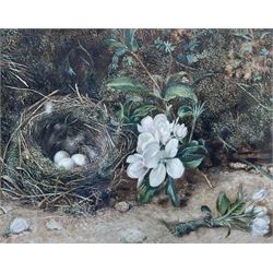 Circle of Oliver Clare (British 1853-1927): Study of a Bird's Nest, watercolour unsigned 22cm x 27cm 