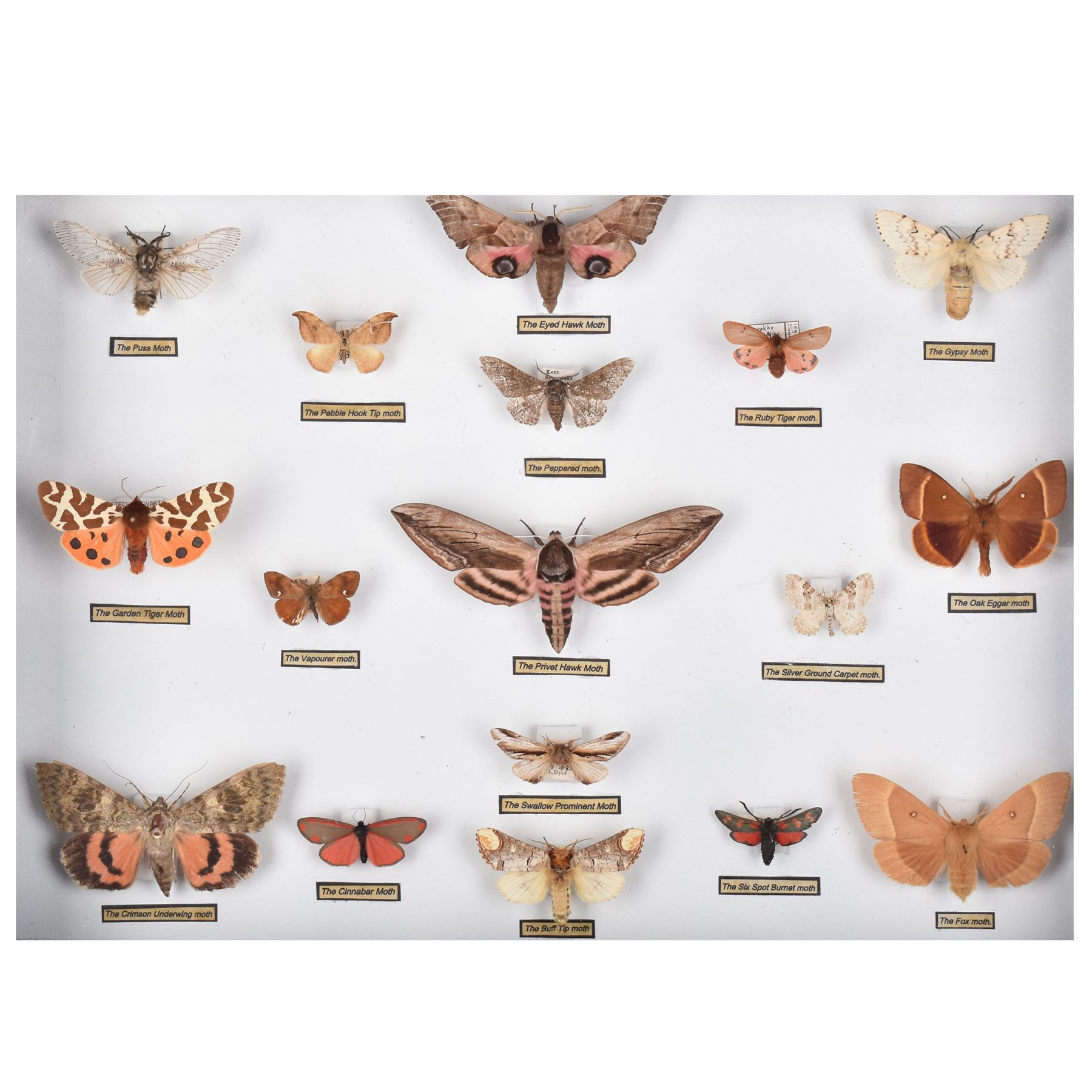 Entomology: Single glazed display of Moths of the British Isles, circa 20th century, single glazed display containing seventeen various specimens, including Privet Hawk moth, Eyed Hawk moth, Fox moth, some with attached data labels, all pinned upon foam backing and named labels, enclosed within a glazed ebonised display case, H28cm, L39cm