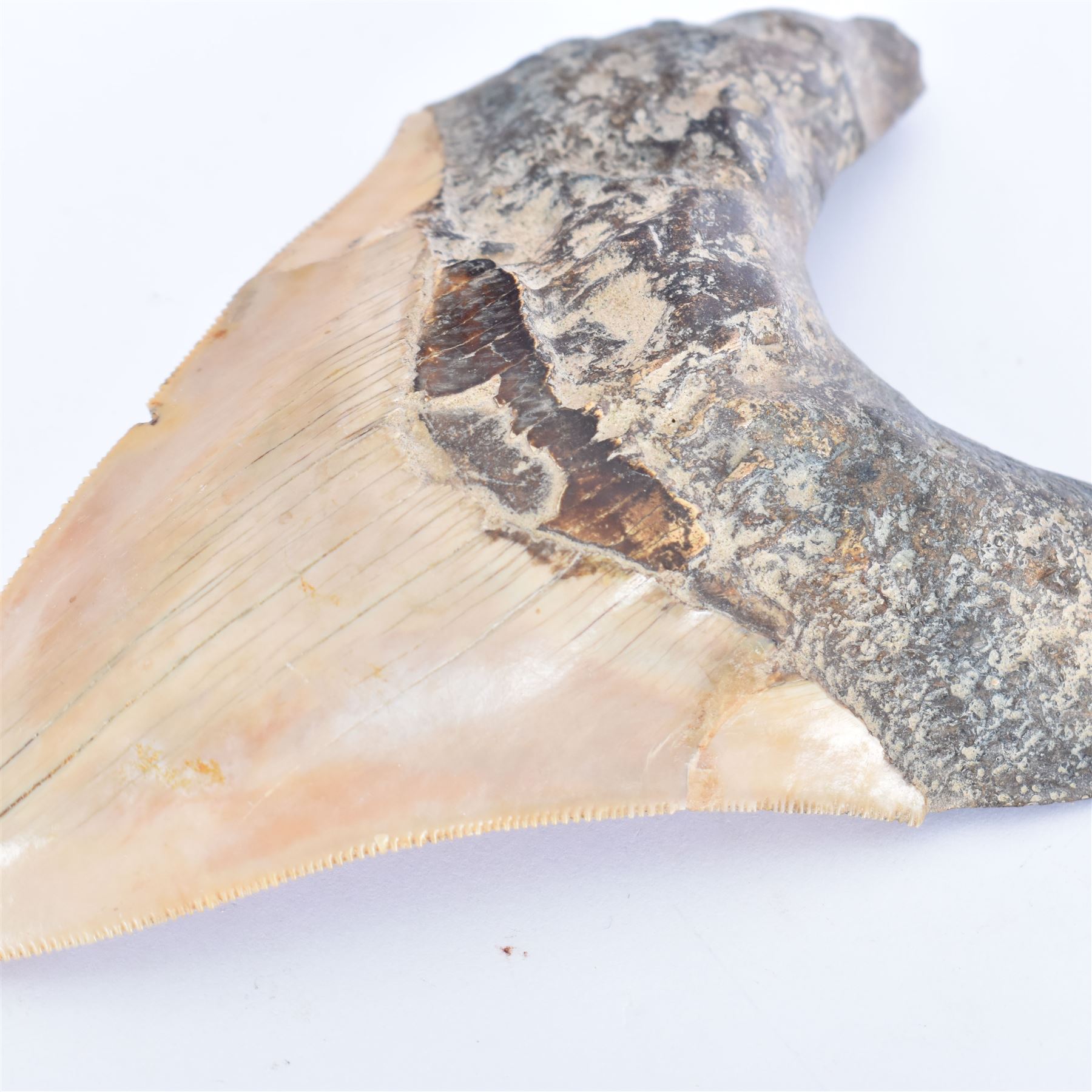 Large Megalodon (Otodus Megalodon) tooth fossil, with fine serrations, age; Miocene period location; Java, Indonisia, H13cm, W9cm 
Notes; Believed to have grown as large as 18 metres, the Megalodon was the largest shark and one of the most dominant marine predators ever to have existed. It roamed the ancient seas for around 20 million years until their extinction around 3.6 million years ago. Megalodon teeth vary in colour and ton. influenced and coloured over the millennia by the conditions in which they are preserved