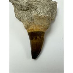 Two Mosasaur prognathodon teeth, each in an individual matrix, largest H14cm 