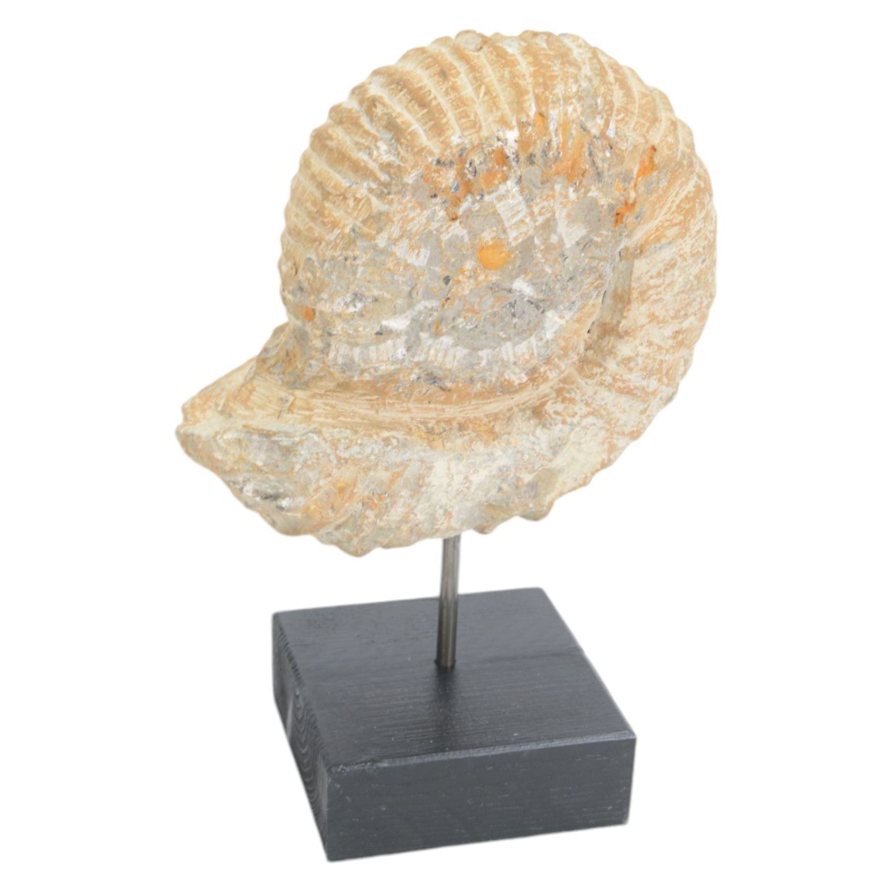 Pair of ammonite fossils, mounted upon a rectangular wooden base, age; Cretaceous period, location; Morocco, H32cm