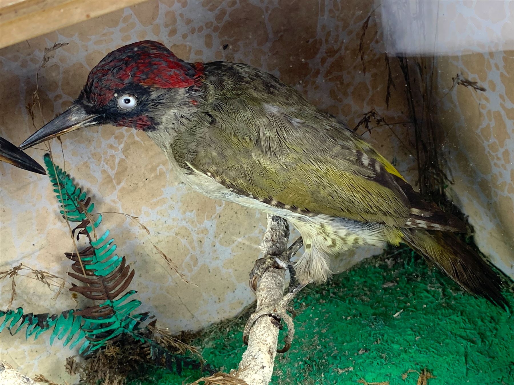 Taxidermy: Cased pair of green woodpeckers, Picus viridis and a single green woodpecker, full mounts on naturalistic branch bases with painted back boards, in ebonised cases. H31cm, W45cm, D17.5cm and H36cm, W28cm, D13.5cm (2)