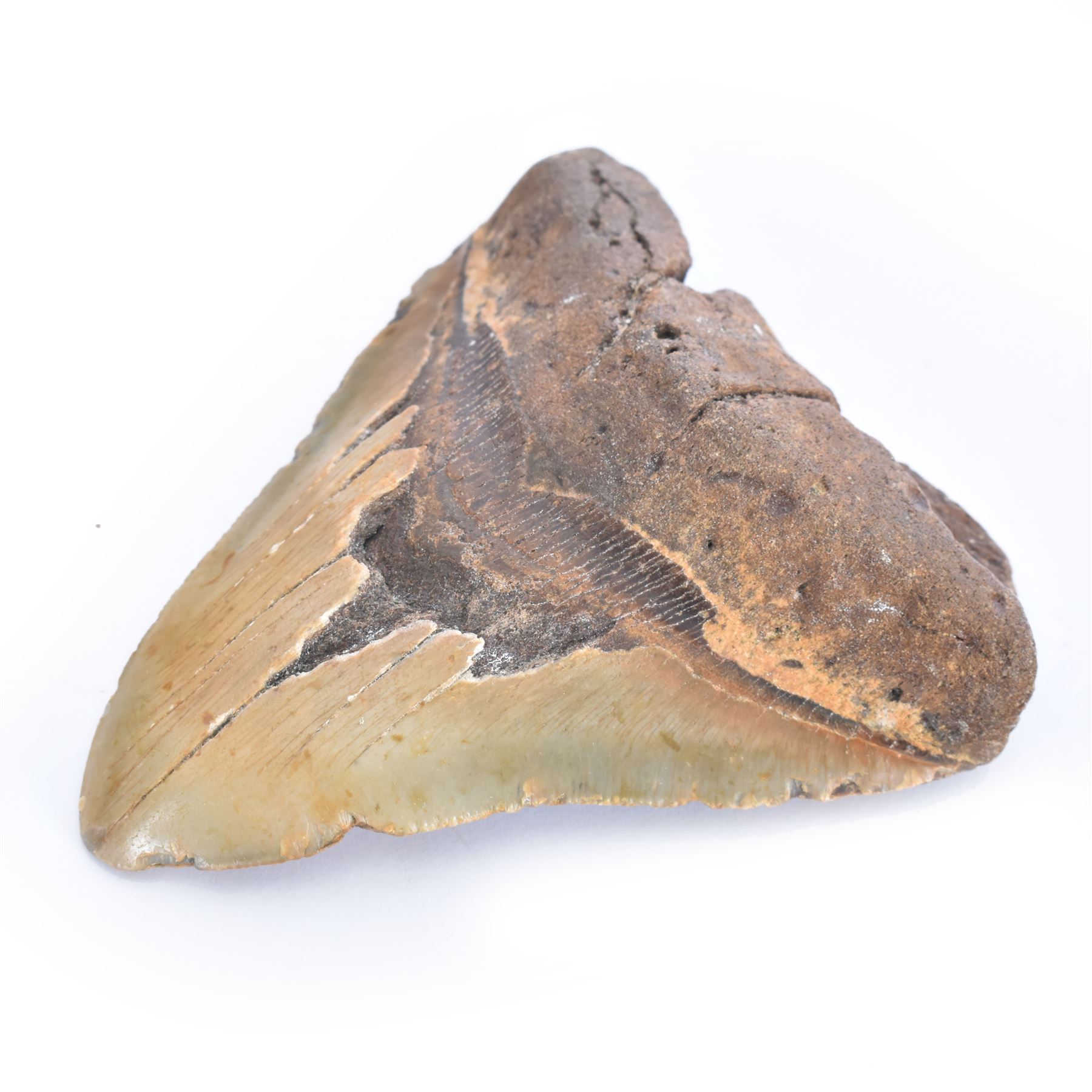 Large Megalodon (Otodus Megalodon) tooth fossil, with fine serrations age; Miocene period location; Java, Indonisia, H10.5cm, W11cm Notes; Believed to have grown as large as 18 metres, the Megalodon was the largest shark and one of the most dominant marine predators ever to have existed. It roamed the ancient seas for around 20 million years until their extinction around 3.6 million years ago. Megalodon teeth vary in colour and ton. influenced and coloured over the millennia by the conditions in which they are preserved