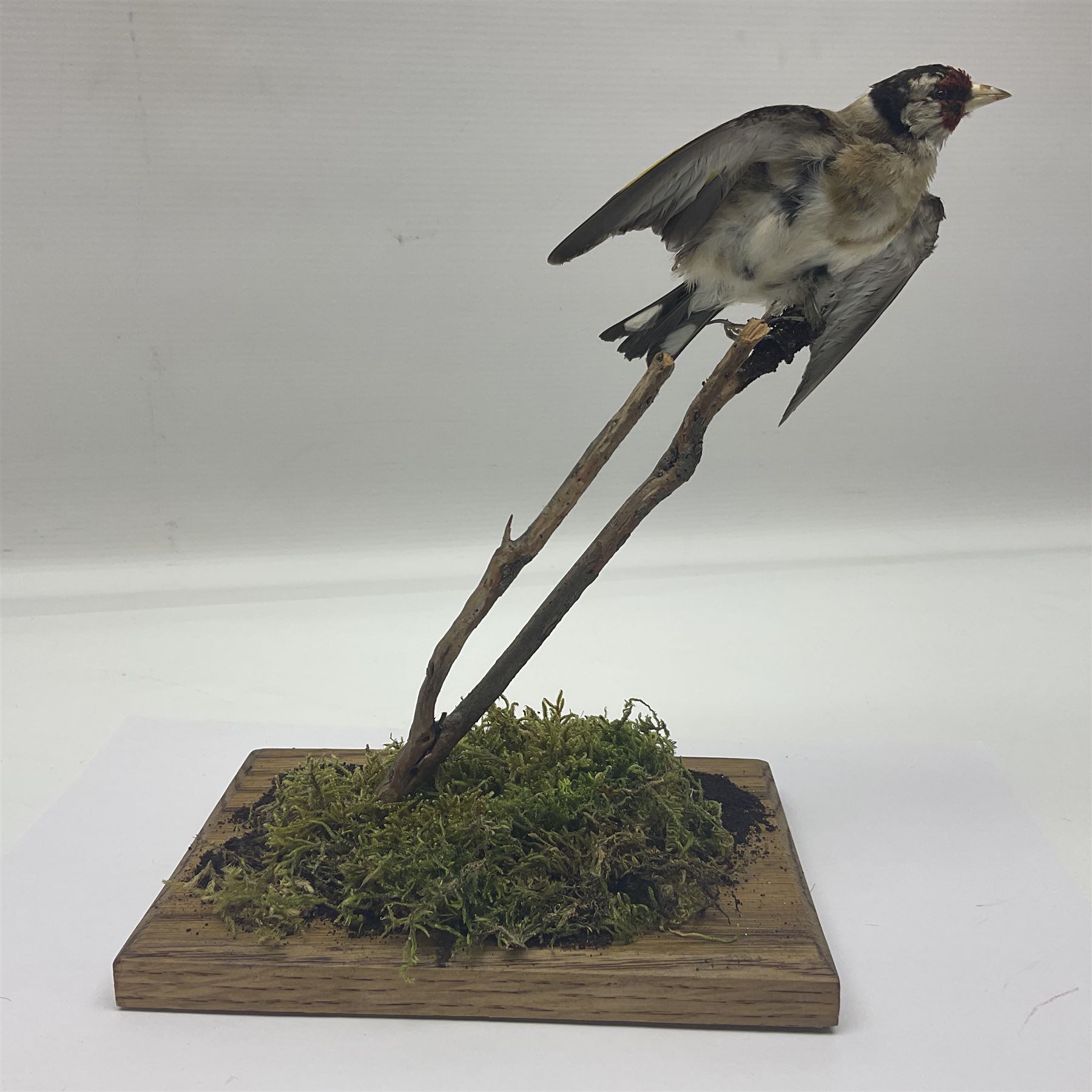 Taxidermy: European Goldfinch (Carduelis carduelis), on open display preparing to take flight, H21cm