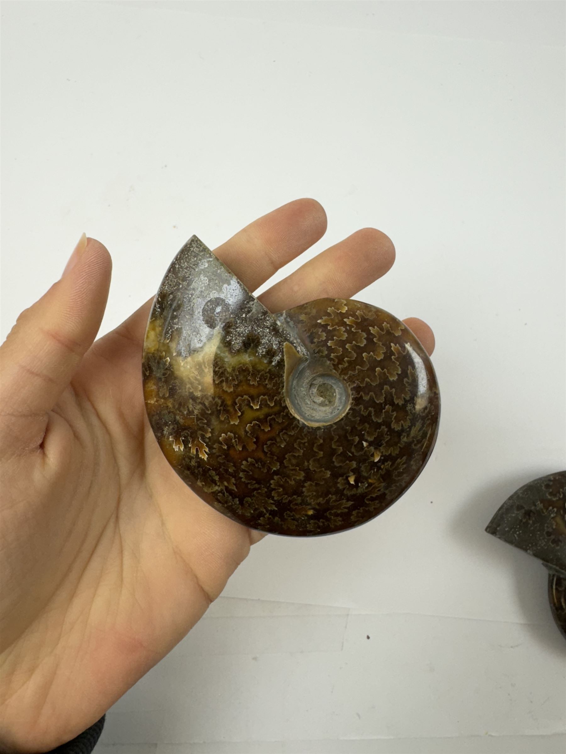 Two Cleoniceras ammonite fossils, with polished finish, age: Cretaceous period, location: Madagascar, D9cm