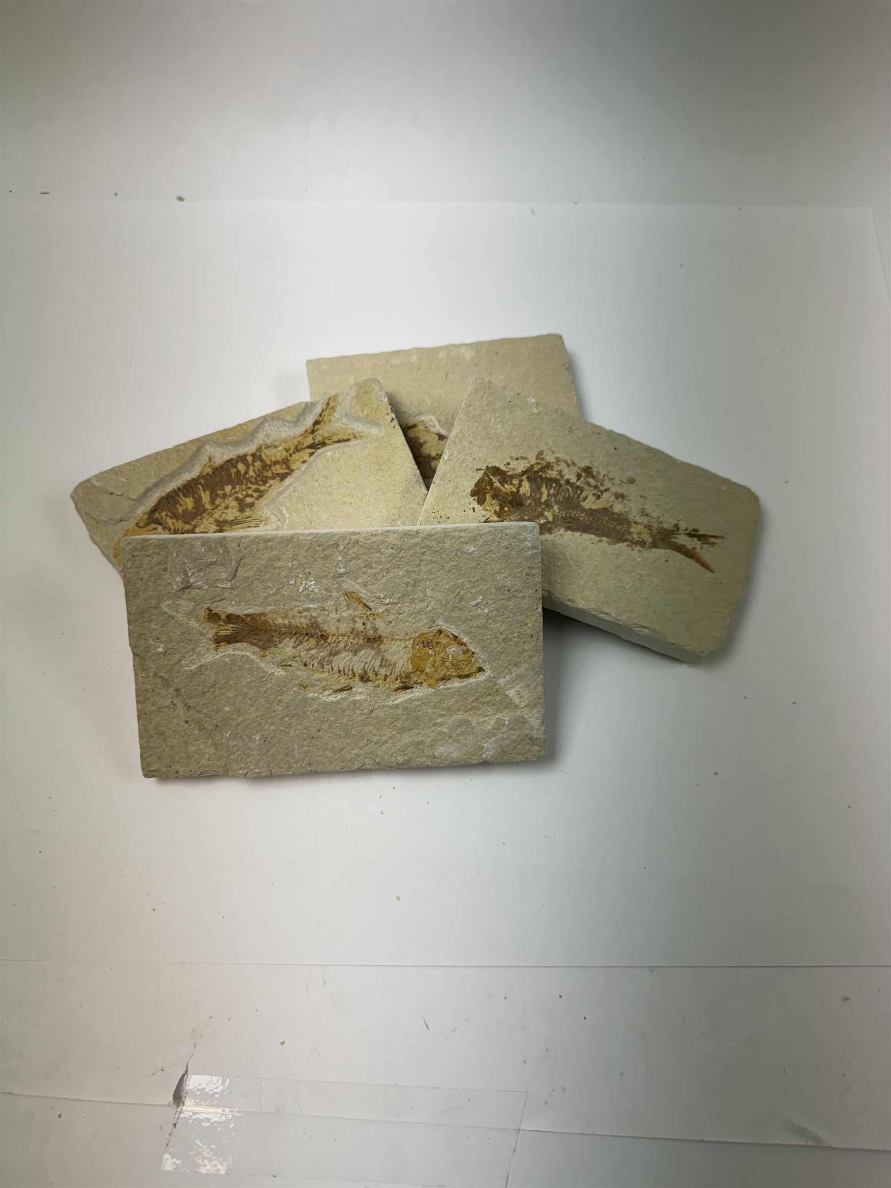 Four fossilised fish (Knightia alta) each in an individual matrix; Eocene period, location; Green River Formation, Wyoming, USA, largest H7cm, W13cm