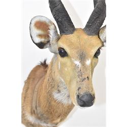 Taxidermy: Cape Bushbuck (Tragelaphus sylvaticus), an adult shoulder mount looking straight ahead, H78cm