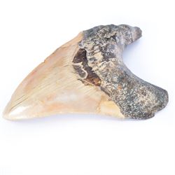 Large Megalodon (Otodus Megalodon) tooth fossil, with fine serrations, age; Miocene period location; Java, Indonisia, H13cm, W9cm 
Notes; Believed to have grown as large as 18 metres, the Megalodon was the largest shark and one of the most dominant marine predators ever to have existed. It roamed the ancient seas for around 20 million years until their extinction around 3.6 million years ago. Megalodon teeth vary in colour and ton. influenced and coloured over the millennia by the conditions in which they are preserved