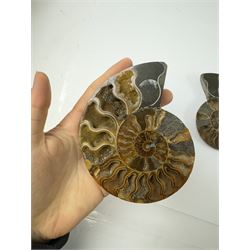 Pair of Cleoniceras ammonite fossil slices, with polished finish, age: Cretaceous period, location: Madagascar, D12cm