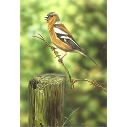  Steven Lingham (British Contemporary): Chaffinch, gouache signed 30cm x 21cm Notes: Steven was born and raised in the North of England, but now resides in Texas, USA. In 2019 he was commissioned to provide images for the RSPB Slimline Calendar 2019, 20 & 21  DDS - Artist's resale rights may apply to this lot     