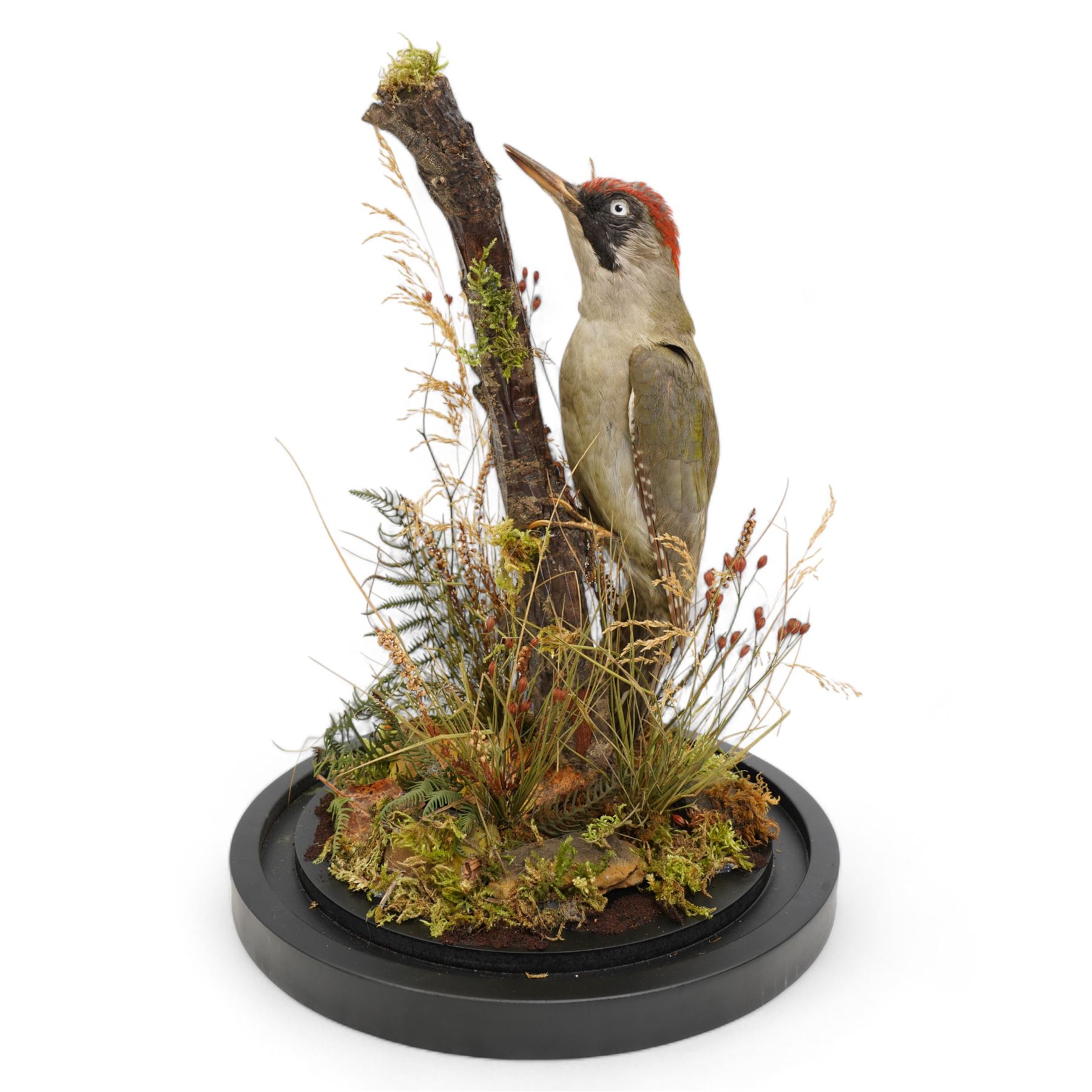 Taxidermy: European Green Woodpecker (Picus Viridis), full adult male mount upon a branch in a naturalistic setting, enclosed within a glass dome H39cm