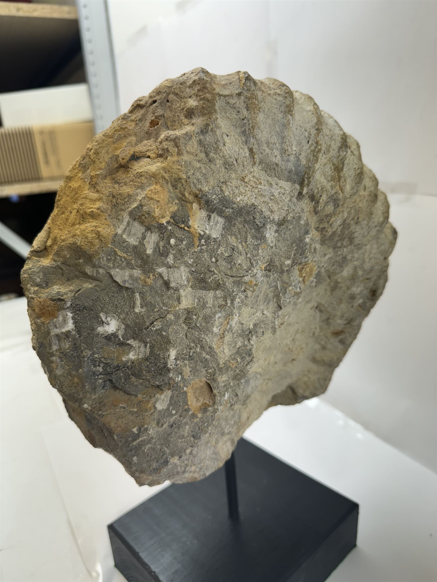 Pair of large ammonite fossil, mounted upon a rectangular wooden base, age; Cretaceous period, location; Morocco, H37cm