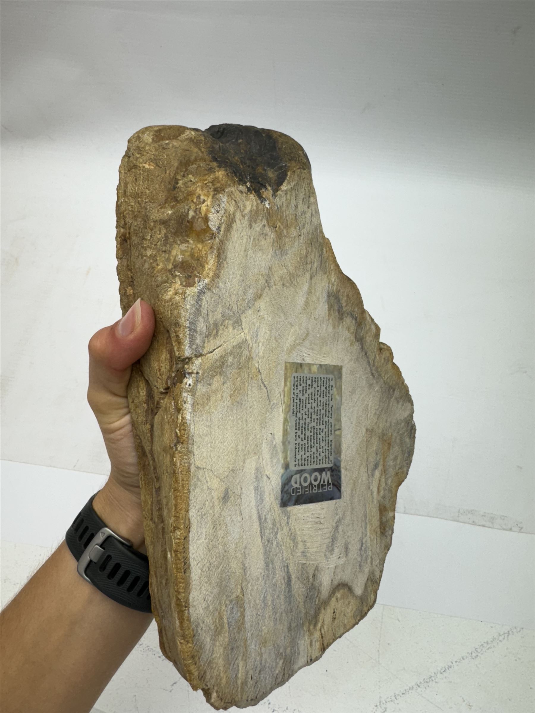 Polished petrified wood dish, some growth rings still visible, texture to edge, H5cm L24cm