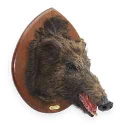 Taxidermy: European Wild Boar (Sus scrofa), adult female shoulder mount looking straight ahead mouth agape, mounted upon a wooden shield, the shield with brass plaque engraved Anlier Mars 1910, H64cm