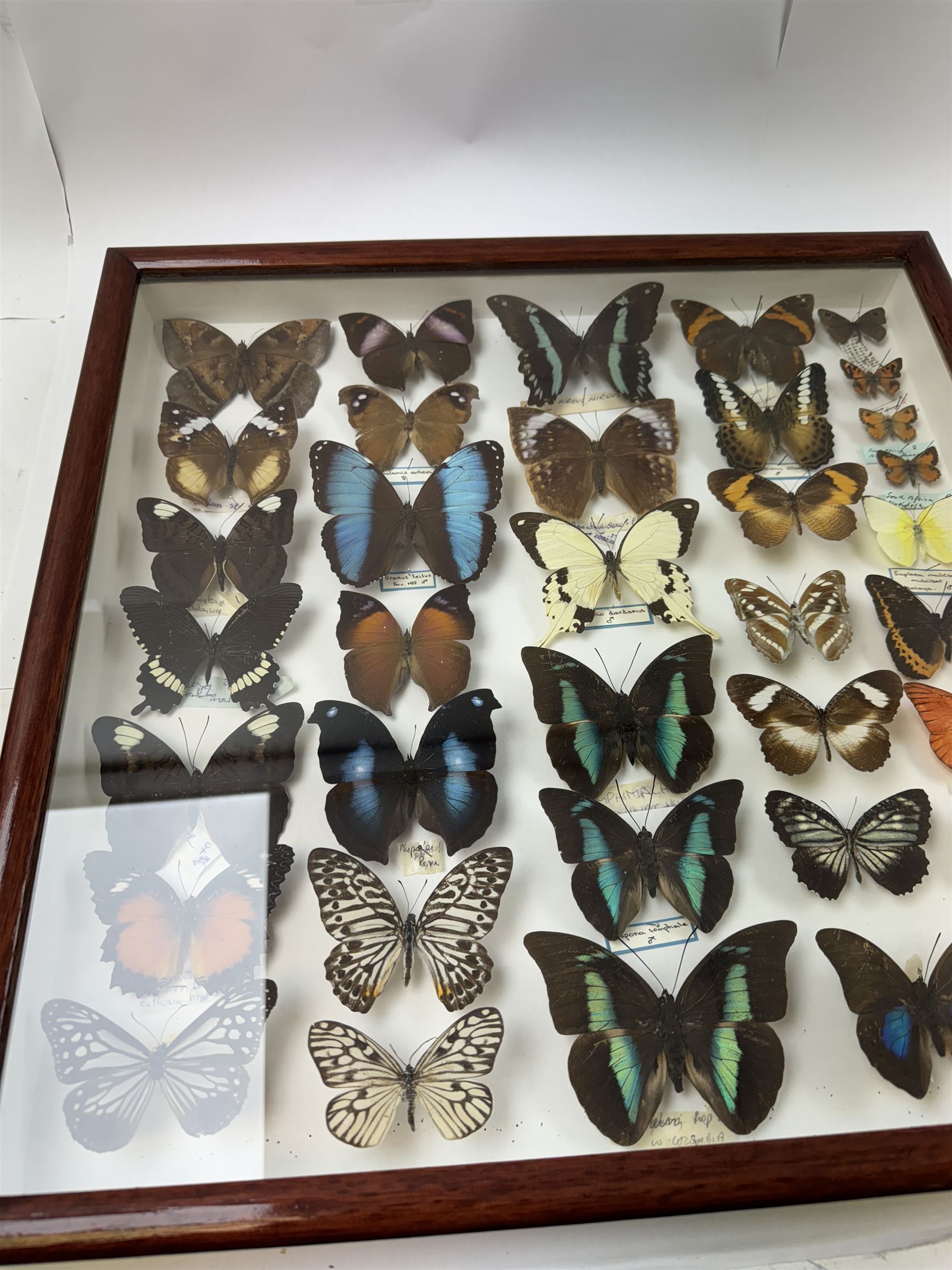 Entomology: Single glazed display of butterflies, circa 20th century, single glazed display containing thirty six various specimens, some with attached data labels, all pinned upon foam backing and named labels, enclosed within a glazed entomology drawer, H46cm, W46cm