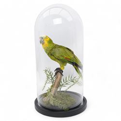 Taxidermy - Orange-Winged Amazon (Amazona Amazonica), full adult mount upon branch in natu...