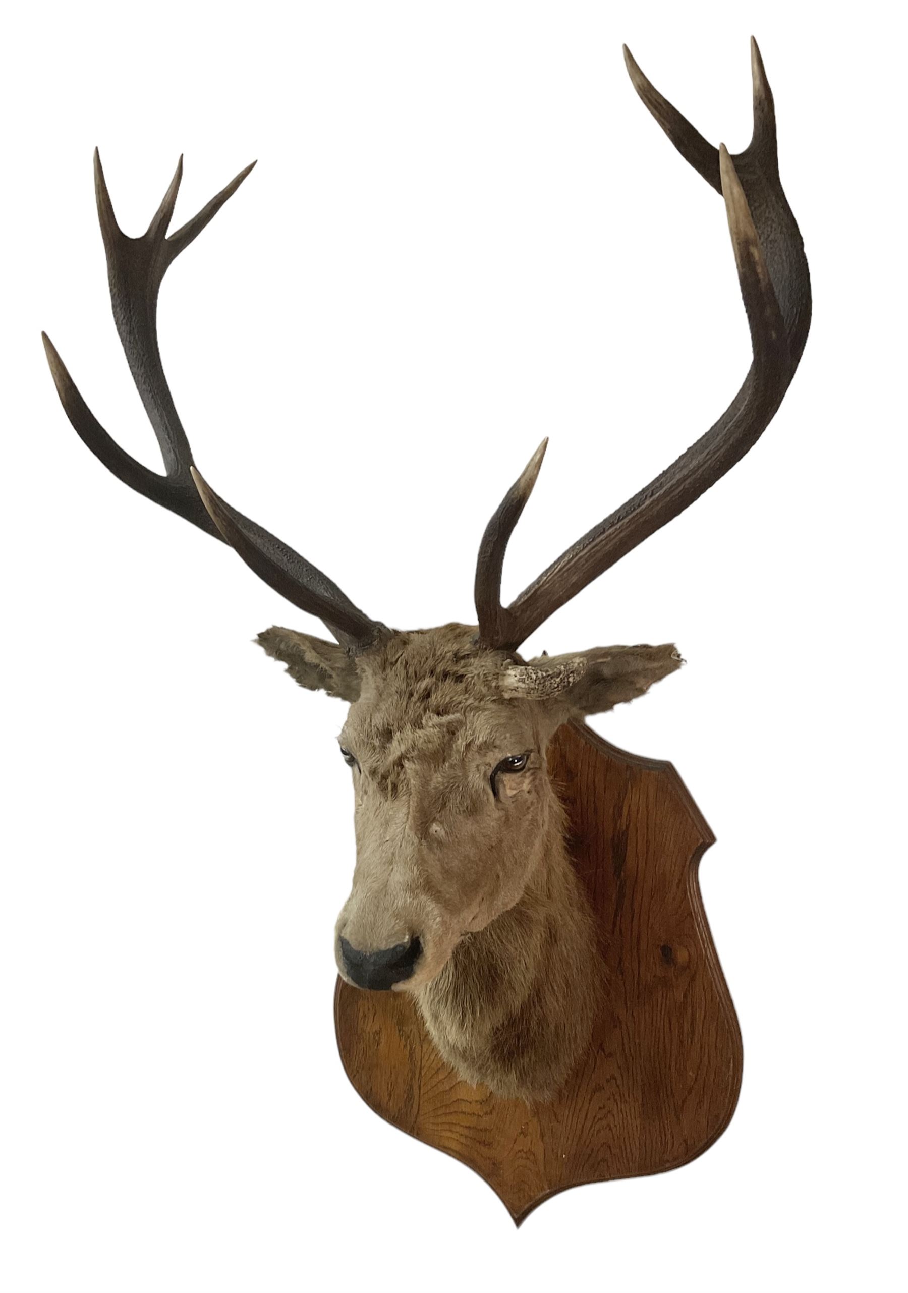 Taxidermy Scottish Red Deer Cervus Elaphus Scoticus Adult Red Deer