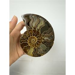 Pair of Cleoniceras ammonite fossil slices, with polished finish, age: Cretaceous period, location: Madagascar, D12cm