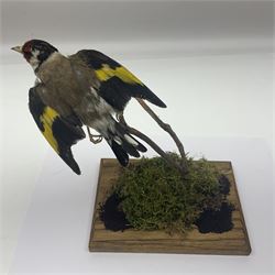 Taxidermy: European Goldfinch (Carduelis carduelis), on open display preparing to take flight, H21cm