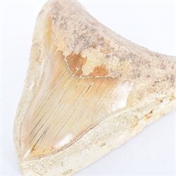 Large Megalodon (Otodus Megalodon) tooth fossil, with fine serrations in a matrix, age; Miocene period location; Java, Indonisia, H10cm, W11cm 
Notes; Believed to have grown as large as 18 metres, the Megalodon was the largest shark and one of the most dominant marine predators ever to have existed. It roamed the ancient seas for around 20 million years until their extinction around 3.6 million years ago. Megalodon teeth vary in colour and ton. influenced and coloured over the millennia by the conditions in which they are preserved