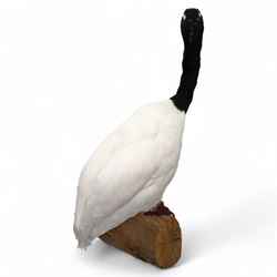 Taxidermy - Black-Necked Swan (Cygnus Melancoryphus), full adult mount upon log H75cm - UK Sale only 