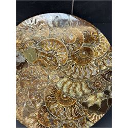 Polished ammonite plate, formed of individual ammonites age; Jurassic period, D27cm