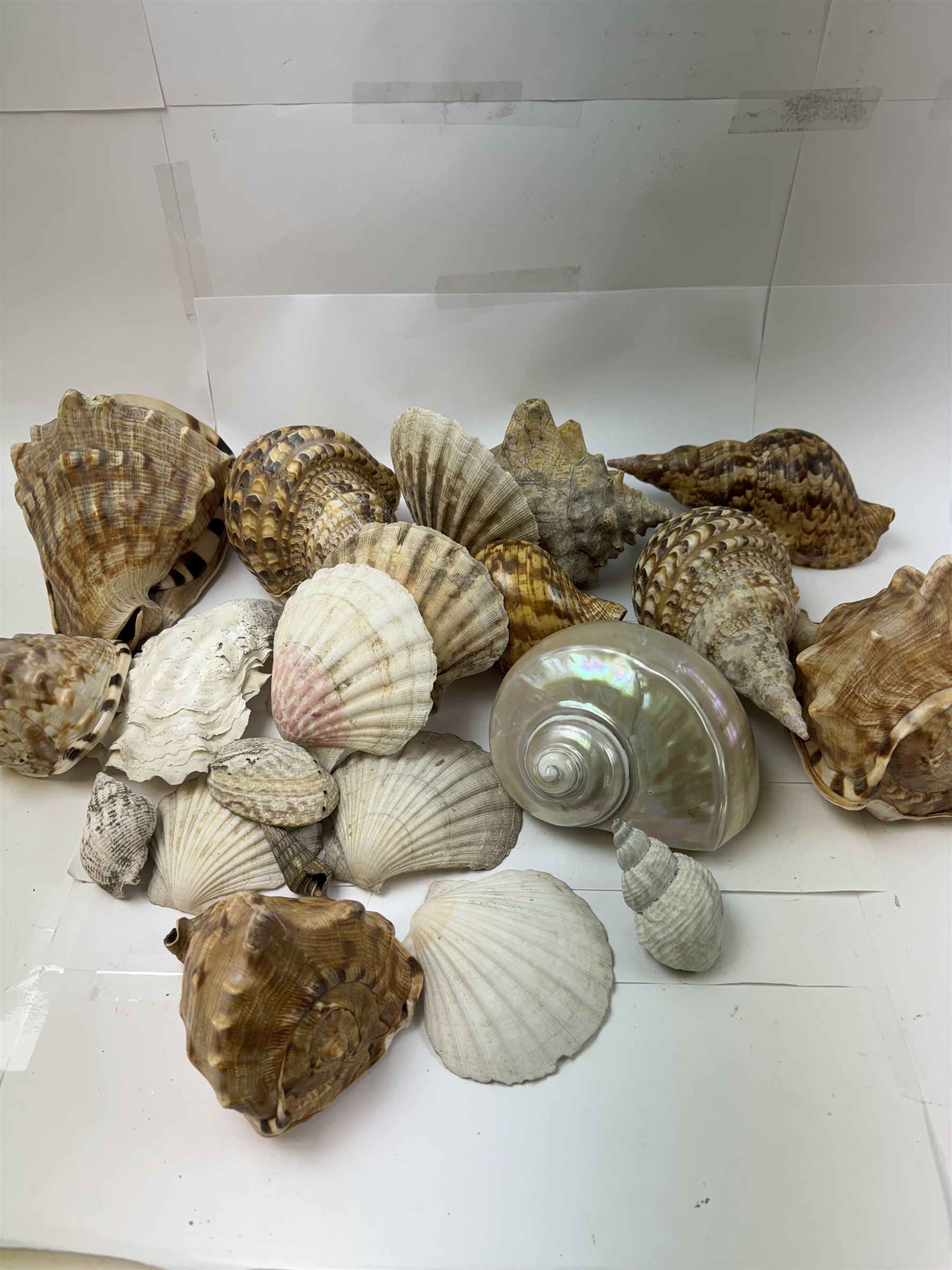 Conchology: selection of shells, including mother of pearl Turbo Marmaratus shell, Conch shells, Triton shell etc 