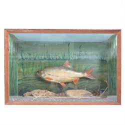 Taxidermy: Cased Rudd (Scardinius) adult mount set above a pebbled river bed, encased with...