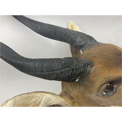 Taxidermy: Cape Bushbuck (Tragelaphus sylvaticus), an adult shoulder mount looking straight ahead, H80cm