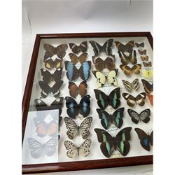 Entomology: Single glazed display of butterflies, circa 20th century, single glazed display containing thirty six various specimens, some with attached data labels, all pinned upon foam backing and named labels, enclosed within a glazed entomology drawer, H46cm, W46cm