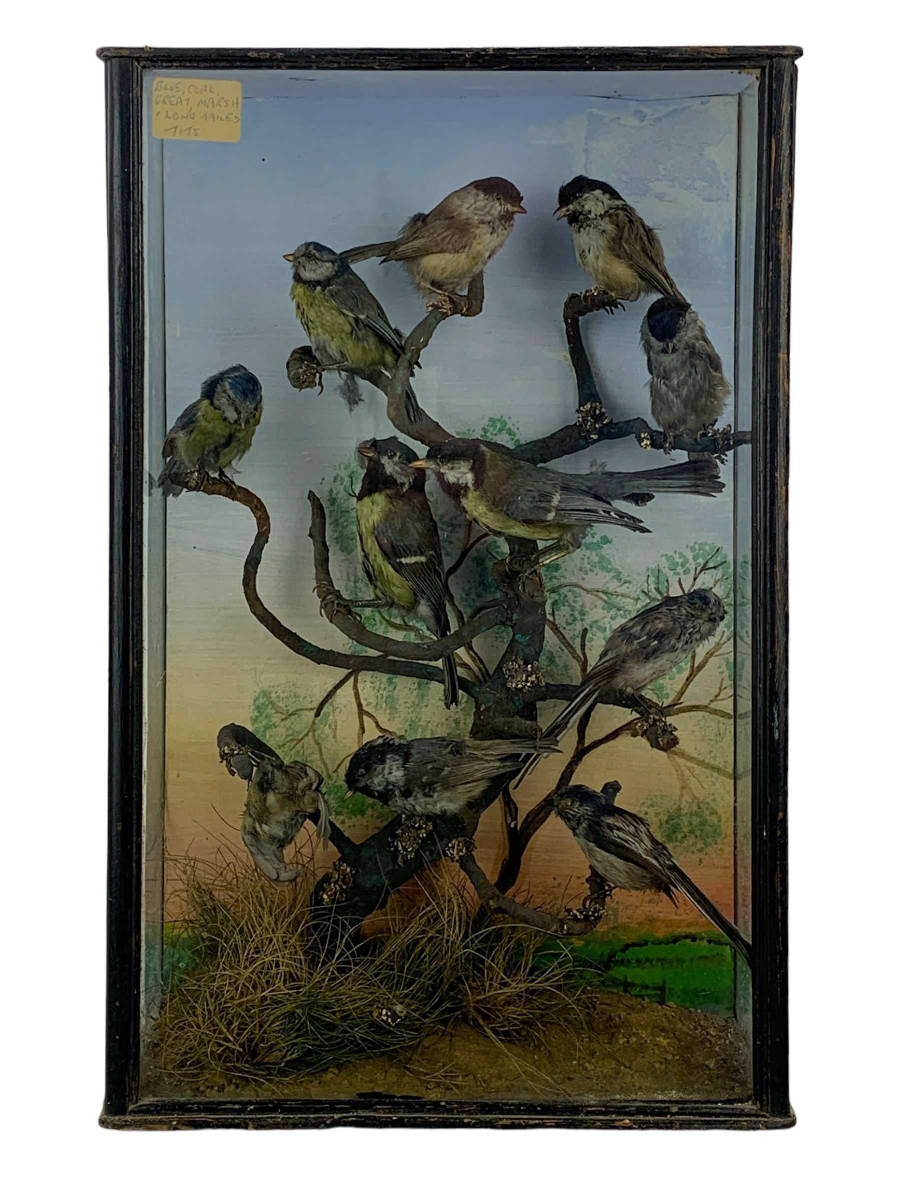 Taxidermy: Cased Moorhen (Gallinula chloropus) and female Mallard Duck (Anas platyrhynchos) and a cased group of British garden birds including Blue Tit, Coal Tit, Great Tit and Long Tailed Tit, both perched on naturalistic bases with painted back boards, in ebonised cases. H42cm, W56cm, D20cm and H46cm, W30cm, D12.5cm (2)