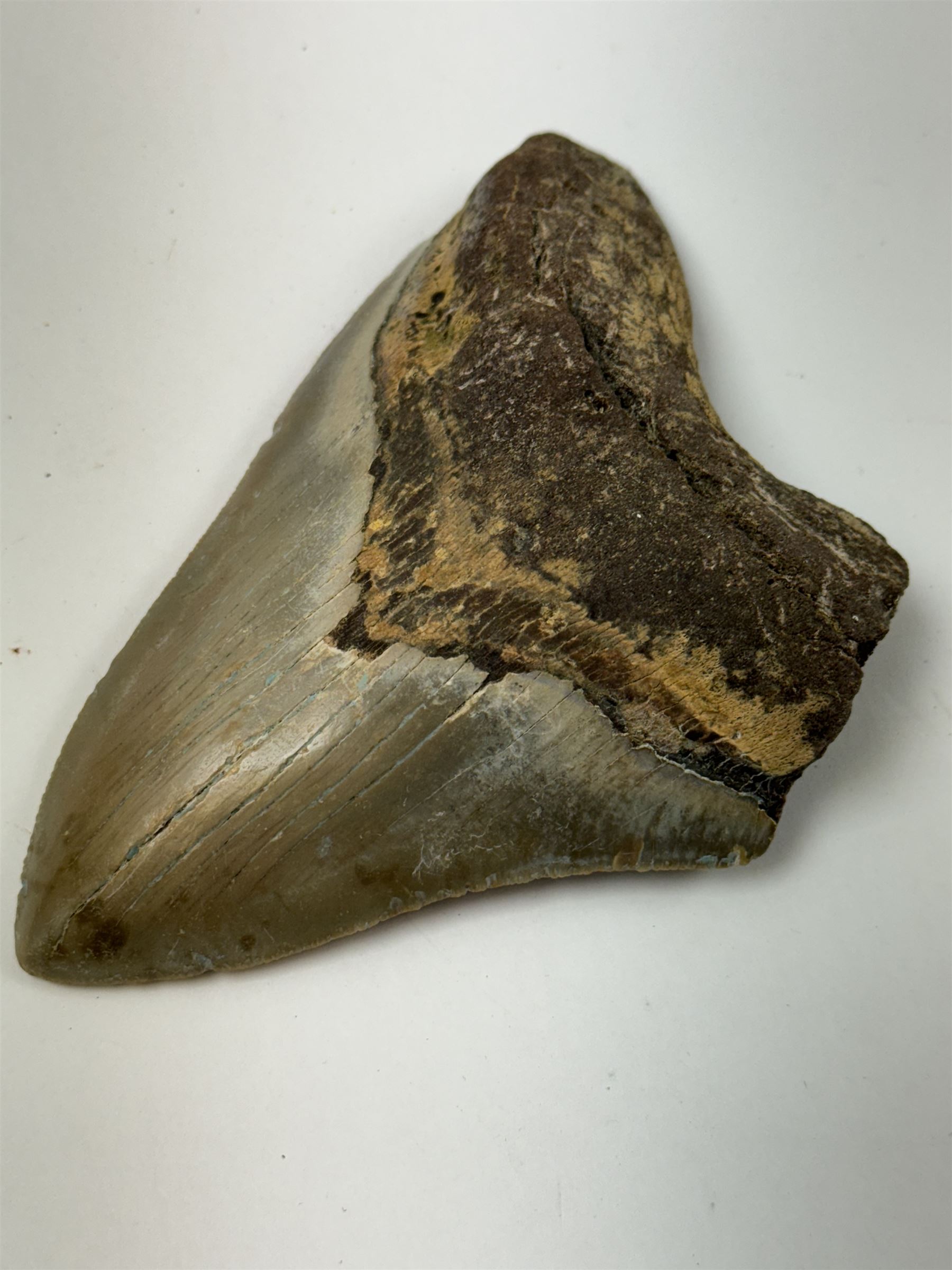 Large Megalodon (Otodus Megalodon) tooth fossil, with fine serrations age; Miocene period location; Java, Indonisia, H11.5cm, W9cm Notes; Believed to have grown as large as 18 metres, the Megalodon was the largest shark and one of the most dominant marine predators ever to have existed. It roamed the ancient seas for around 20 million years until their extinction around 3.6 million years ago. Megalodon teeth vary in colour and ton. influenced and coloured over the millennia by the conditions in which they are preserved