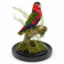 Taxidermy - Black-Capped Lory (Lorius Lory), full adult mount on branch in naturalistic setting by Gary Knight Taxidermy, enclosed within glass dome H40cm - UK Sale only 