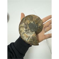 Pair of Cleoniceras ammonite fossil slices, with polished finish, age: Cretaceous period, location: Madagascar, D12cm