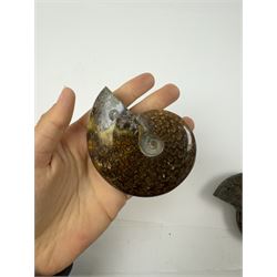 Two Cleoniceras ammonite fossils, with polished finish, age: Cretaceous period, location: Madagascar, D9cm