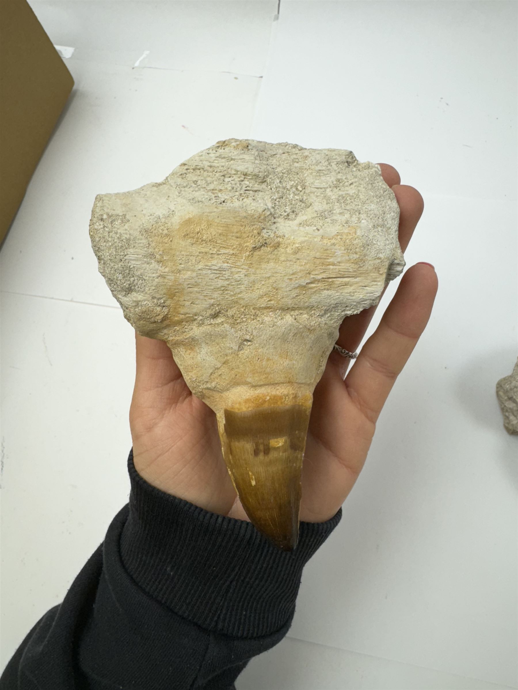 Two Mosasaur prognathodon teeth, each in an individual matrix, largest H14cm 