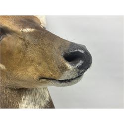 Taxidermy: Cape Bushbuck (Tragelaphus sylvaticus), an adult shoulder mount looking straight ahead, H80cm