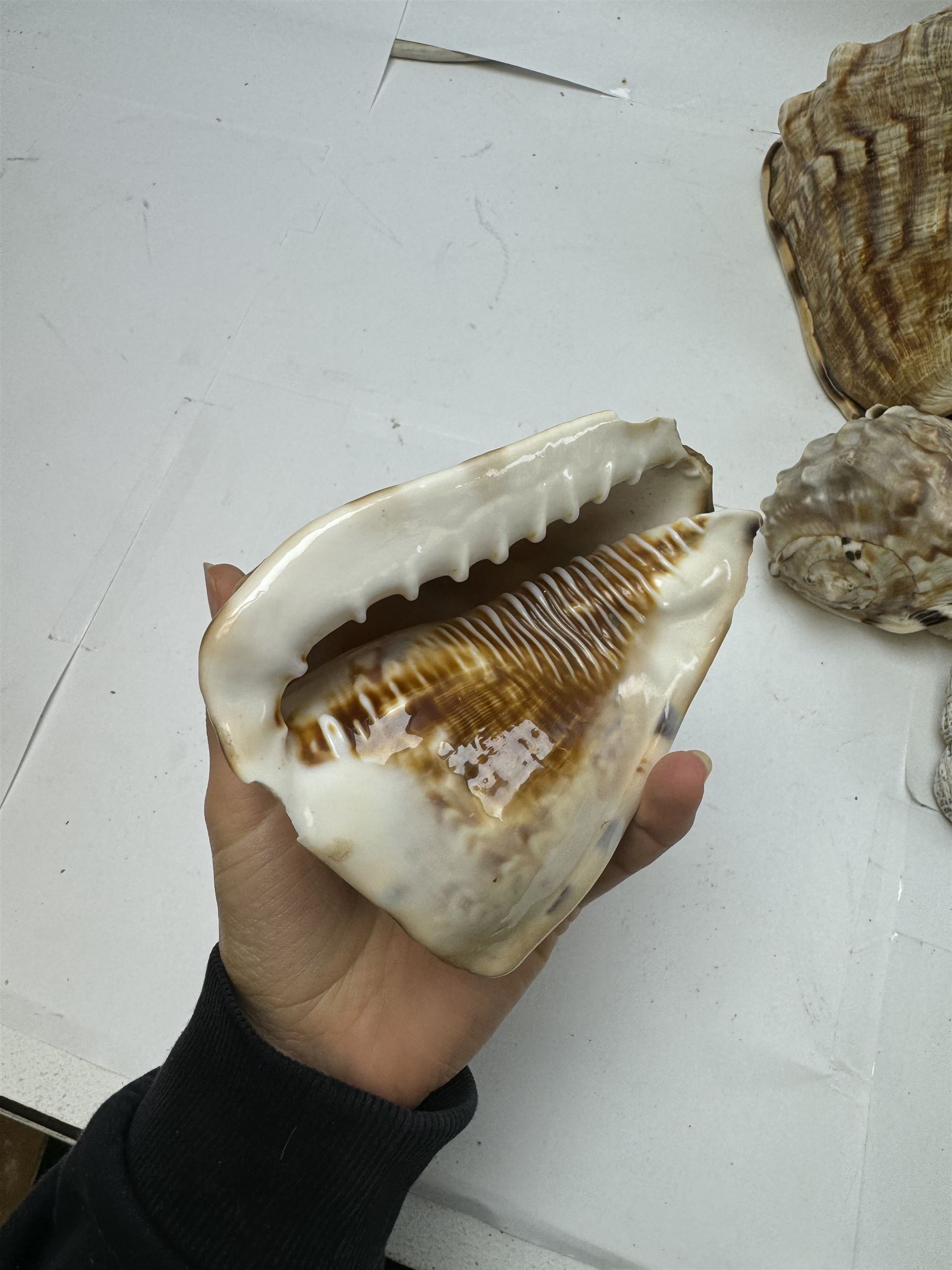 Conchology: selection of shells, including mother of pearl Turbo Marmaratus shell, Conch shells, Triton shell etc 