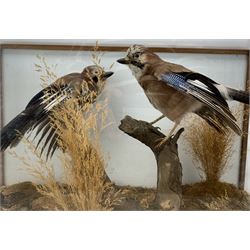 Taxidermy: Cased pair of Eurasian Jays (Garrulus glandarius), by World of Nature, Naturalist and Taxidermist, Knaresborough, North Yorkshire, circa late 20th century, two full mounts perched atop a tree stump, amidst a setting of moss, dry grasses and fauna, set against a pale blue painted backdrop, enclosed within an oak framed four-glass table display case, labelled verso, L67cm, H39cm, D36cm