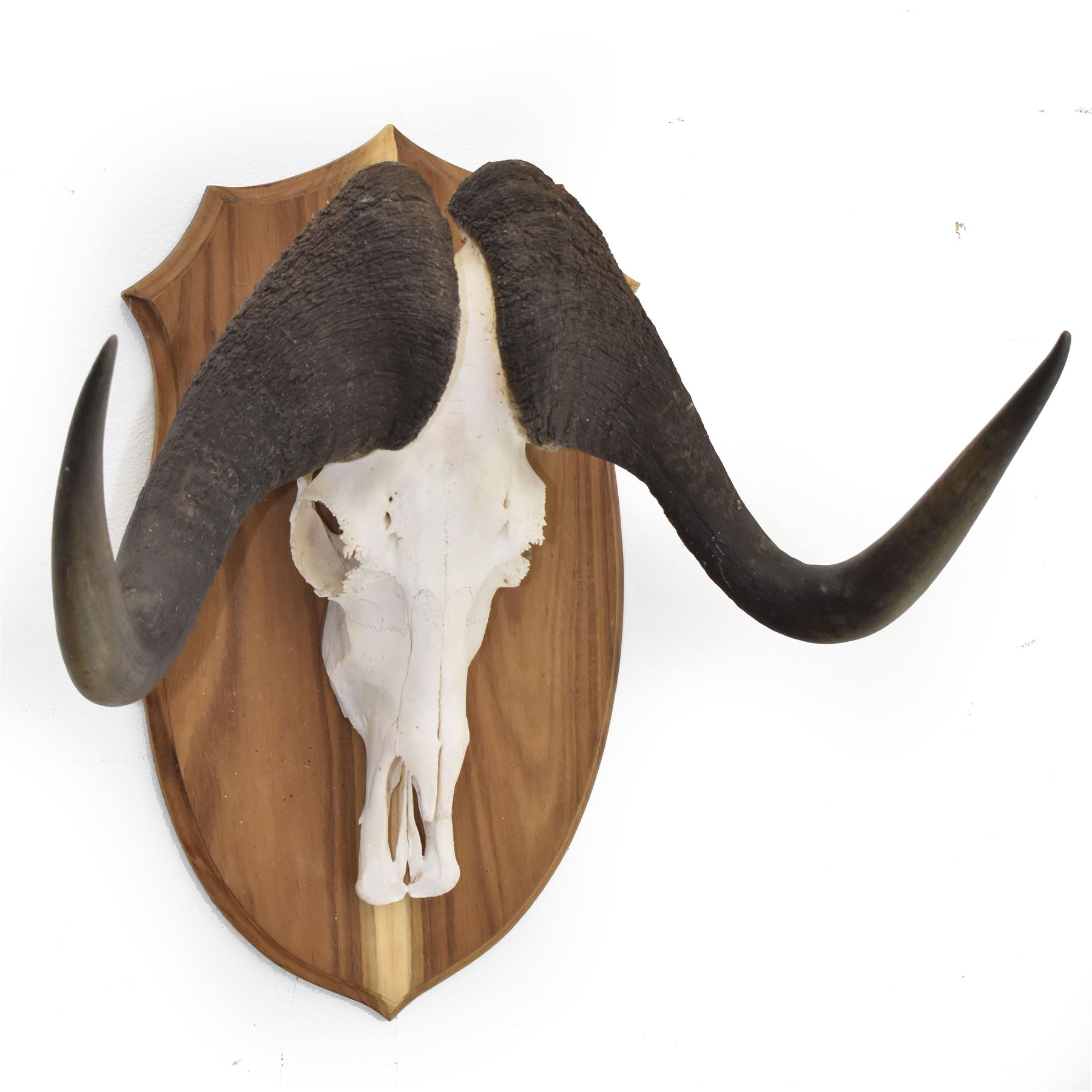 Antlers/Horns: Cape Buffalo skull and horns(Syncerus caffer caffer), mounted upon a wooden shield