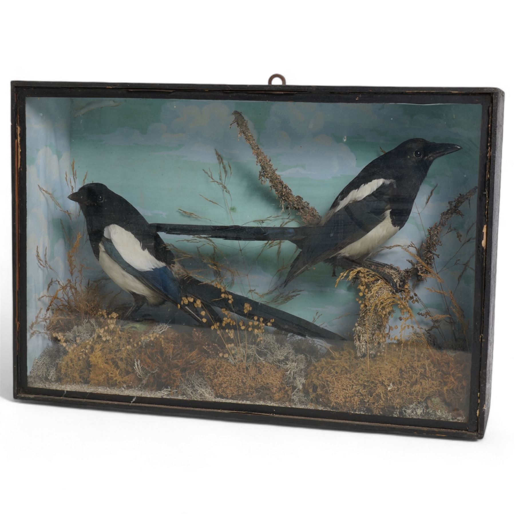 Taxidermy: Victorian pair of magpies (Pica Pica), full mount, painted backboard in glazed display case, 53cm x 36cm x 14cm