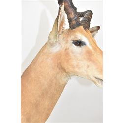 Taxidermy: Common impala (Aepyceros melampus) male, high quality shoulder mount looking to the right, H90cm