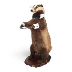 Anthropomorphic Taxidermy: European Badger (Meles meles) stick stand, full adult mount in standing pose, wearing glass, bowtie and cuffs, upon a rustic wooden base, H76cm  