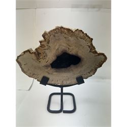 Pair of polished petrified wood slices, sliced in cross-section and polished to both sides, some growth rings still visible and a blackened centre, texture to edges, upon metal stands, H19cm