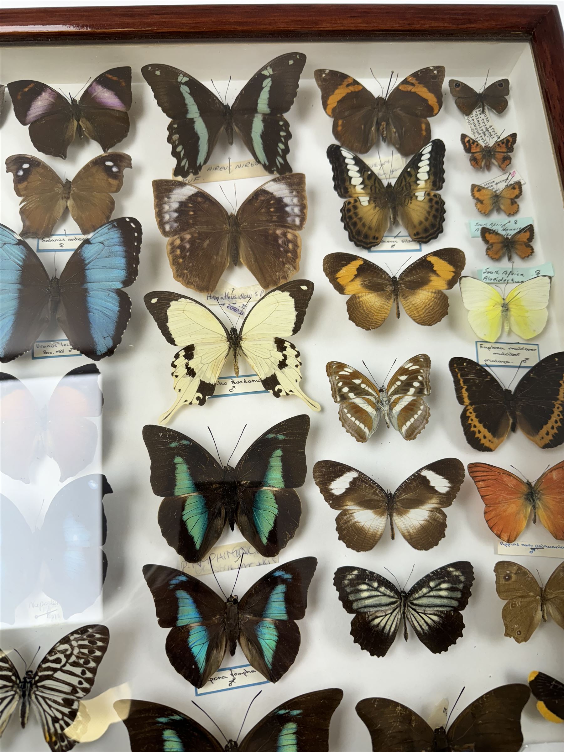 Entomology: Single glazed display of butterflies, circa 20th century, single glazed display containing thirty six various specimens, some with attached data labels, all pinned upon foam backing and named labels, enclosed within a glazed entomology drawer, H46cm, W46cm