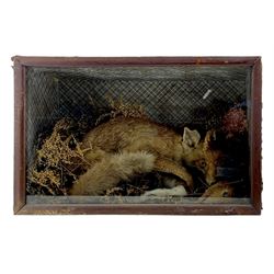 Taxidermy: Cased diorama Red Fox (Vulpes vulpes) with goat kit kill, full mount on a naturalistic ground, set against a patterned back board. H41cm, W61cm, D23.5cm