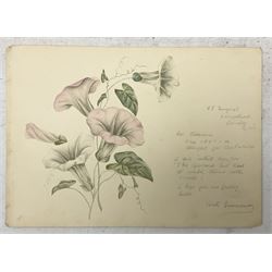 Kate Greenaway (British 1846-1901): Calystegia sepium subsp. spectabilis, botanical watercolour signed, extensively inscribed and dated 1887, 23cm x 32cm (unframed)